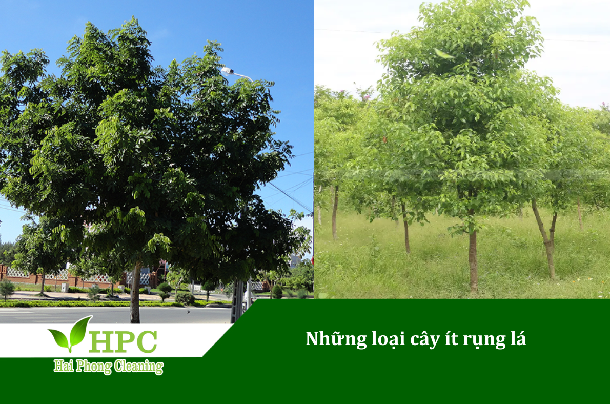 Những loại cây ít rụng lá